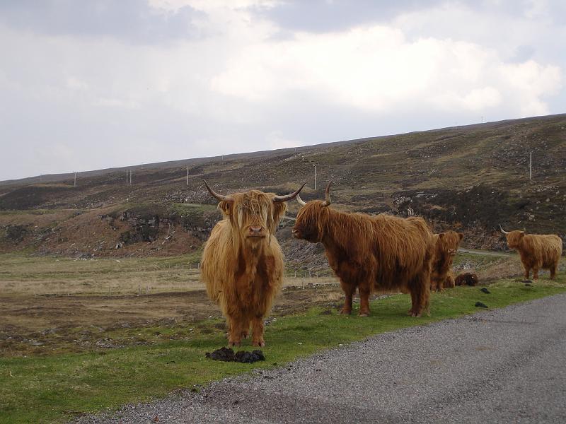 23- Vaches ecossaises.JPG - Vaches écossaises